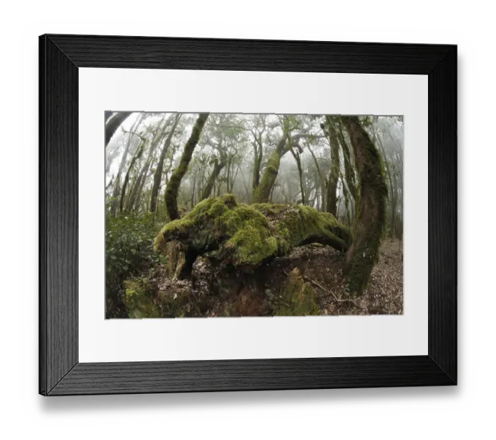 Framed Print : Garajonay National Park, laurel forest Framed Print : Garajonay National Park, laurel forest