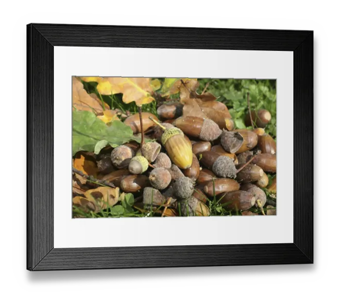 Framed Print : Fall forest floor: Acorns and oak leaves (Quercus robur)