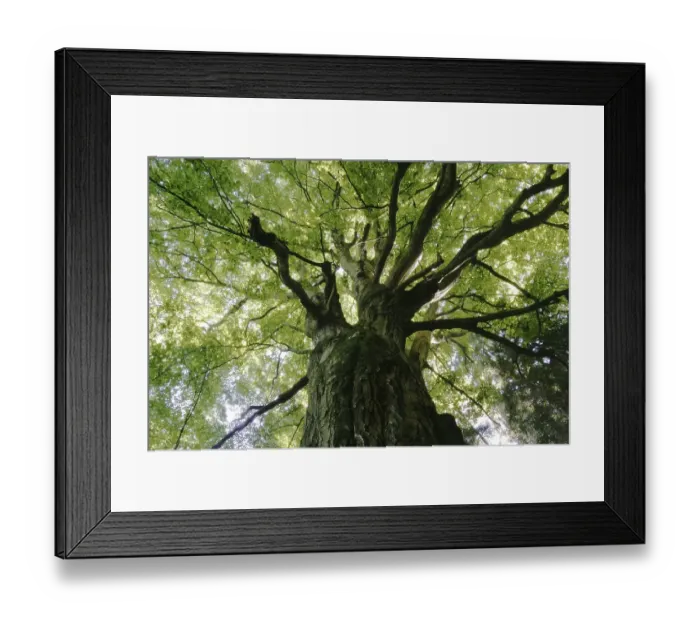 Framed Print : Old beech (Fagus sylvatica), view from below Framed Print : Old beech (Fagus sylvatica), view from below