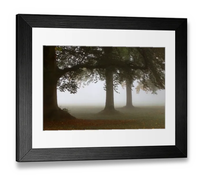 Framed Print : Foggy mood in a deciduous forest Framed Print : Foggy mood in a deciduous forest
