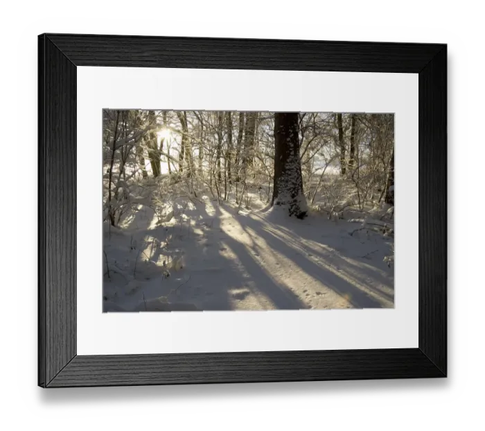 Framed Print : Snow covered forest in morning sun