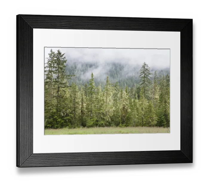 Framed Print : Spruce, covered with bearded lichens (Usnea longissima)