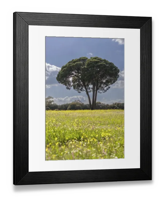 Framed Print : Majestic stone pine (Pinus pinea)
