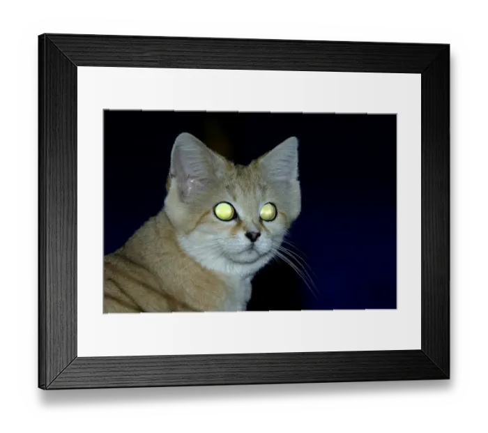 Framed Print : Sand cat (Felis margarita), Sand cats Framed Print : Sand cat (Felis margarita), Sand cats