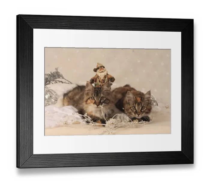 Framed Print : Norwegian Forest Cat, kitten with christmas decoration Framed Print : Norwegian Forest Cat, kitten with christmas decoration
