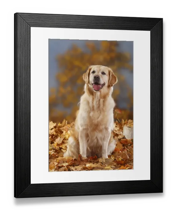 Framed Print : Golden Retriever, Autumn Foliage