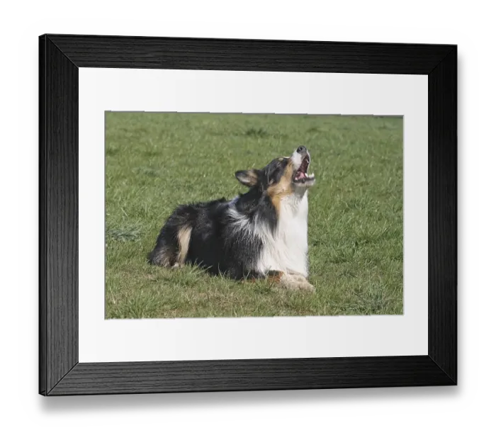 Framed Print : Australian Shepherd lying in the meadow and barking Framed Print : Australian Shepherd lying in the meadow and barking
