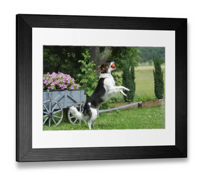 Framed Print : Kromfohrlaender jumping for a ball Framed Print : Kromfohrlaender jumping for a ball