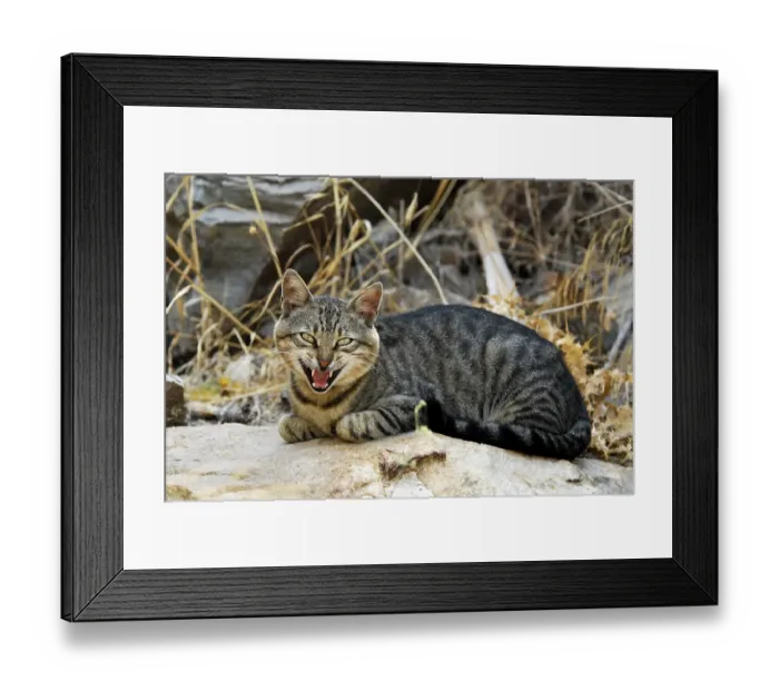 Framed Print : Domestic cat, tabby, lying on a stone and meowing Framed Print : Domestic cat, tabby, lying on a stone and meowing