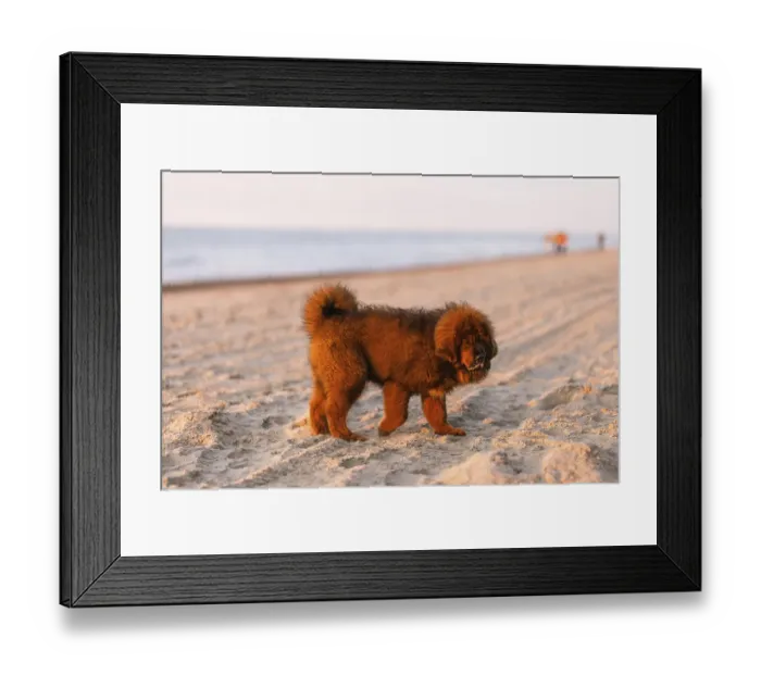 Framed Print : Chiwa- red tibetan mastiff puppy on the beach