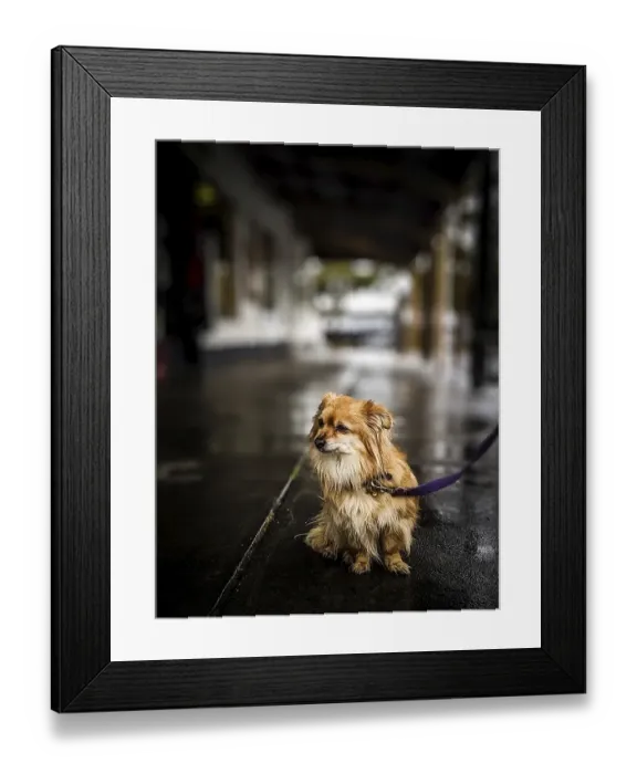 Framed Print : A cold and wet lonely puppy dog is tied up outside a cafe in Inverloch Framed Print : A cold and wet lonely puppy dog is tied up outside a cafe in Inverloch