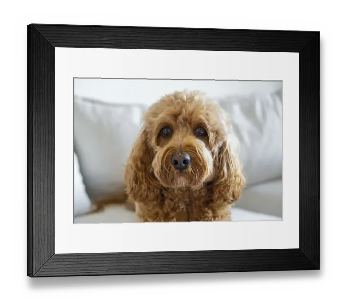 Framed Print : Cavapoo dog on the couch, mixed -breed of Cavalier King Charles Spaniel and Poodle Framed Print : Cavapoo dog on the couch, mixed -breed of Cavalier King Charles Spaniel and Poodle