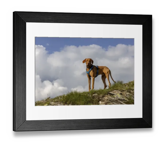 Framed Print : Vizsla male dog in the mountains Framed Print : Vizsla male dog in the mountains