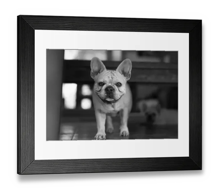 Framed Print : French Bulldog Dog Standing and staring at camera