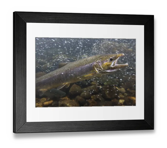 Framed Print : Sea Trout (Salmo trutta trutta) on the way to the spawning