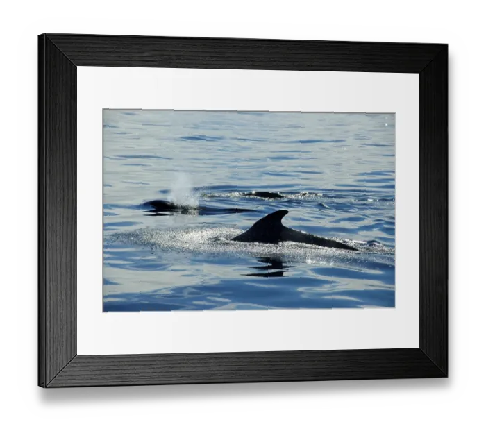 Framed Print : Three grindwale Globicephala melas playing in the sea one blows out Lofoten Norway