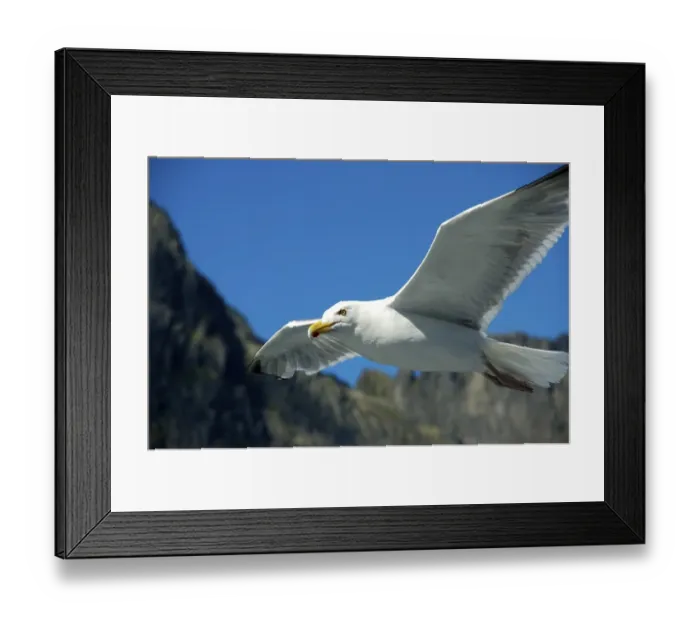 Framed Print : Flying seagull Lofoten Norway Framed Print : Flying seagull Lofoten Norway