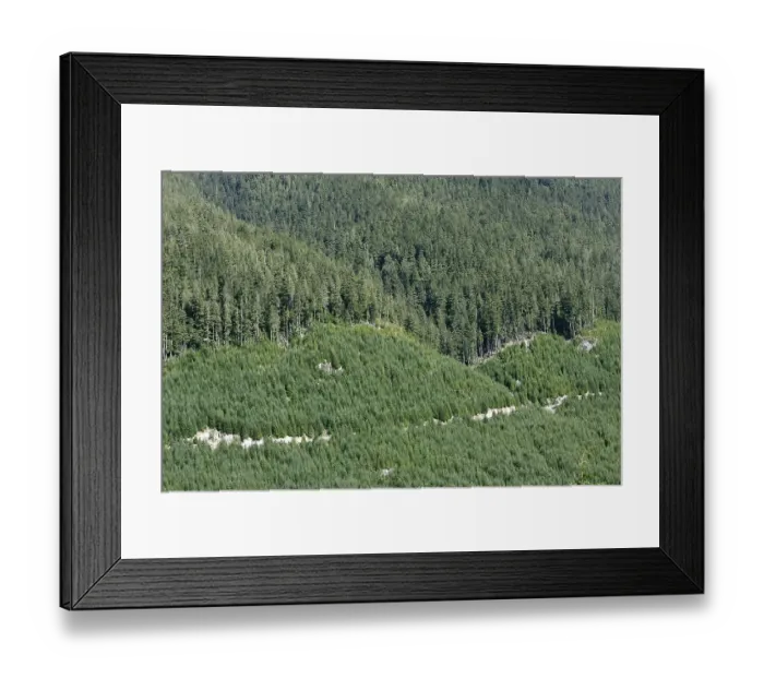 Framed Print : Stubbed forestry and replanted area on Vancouver Island Framed Print : Stubbed forestry and replanted area on Vancouver Island