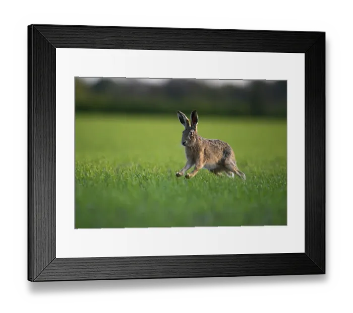 Framed Print : Brown Hare (Lepus europaeus), spring