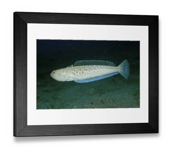 Framed Print : Large Petrel, Greater Weever (Trachinus draco)