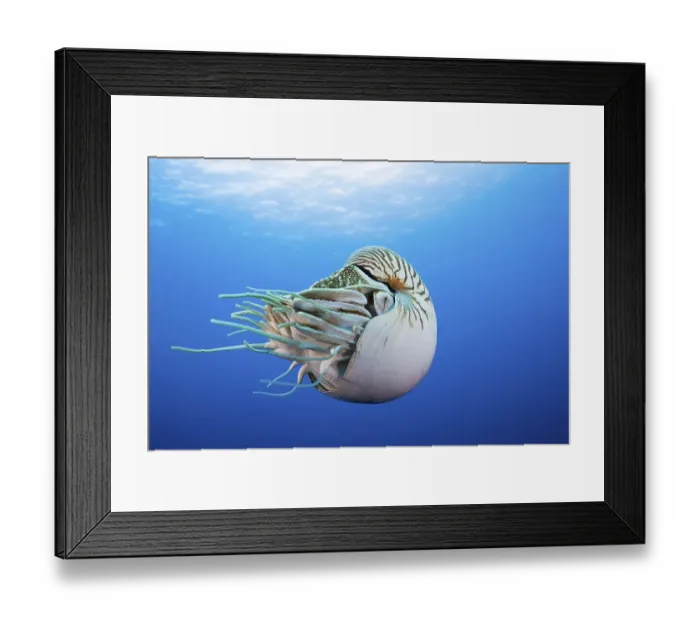 Framed Print : Pearly nautilus (Nautilus pompilius)
