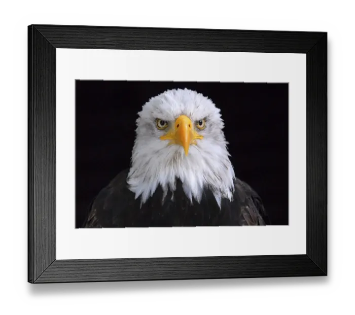 Framed Print : Bald Eagle (Haliaeetus leucocephalus) Framed Print : Bald Eagle (Haliaeetus leucocephalus)