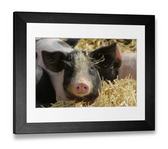 Framed Print : Domestic Pig (Sus scrofa domestica)