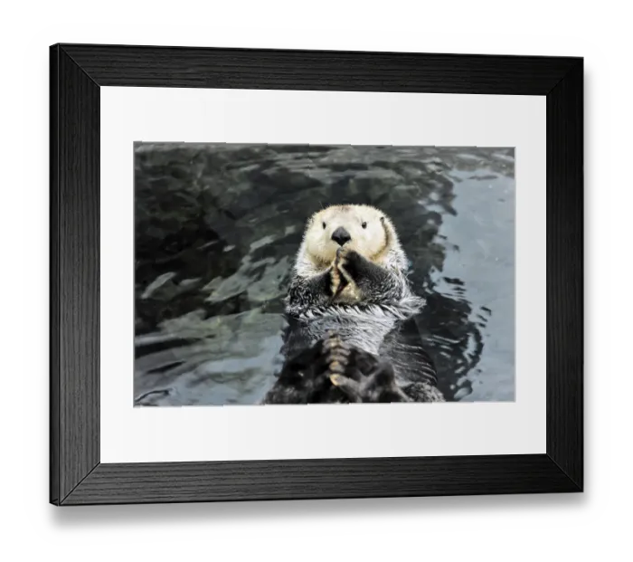 Framed Print : Sea Otter (Enhydra lutris), Oceanario