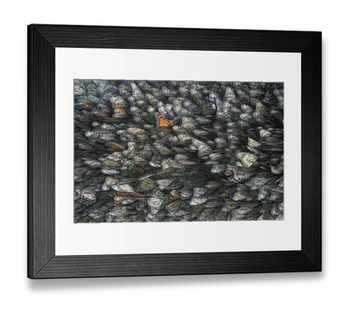Framed Print : Monarch Butterflies (Danaus plexippus)