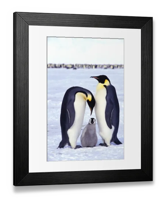 Framed Print : Emperor penguins (Aptenodytes forsteri) with chick Framed Print : Emperor penguins (Aptenodytes forsteri) with chick