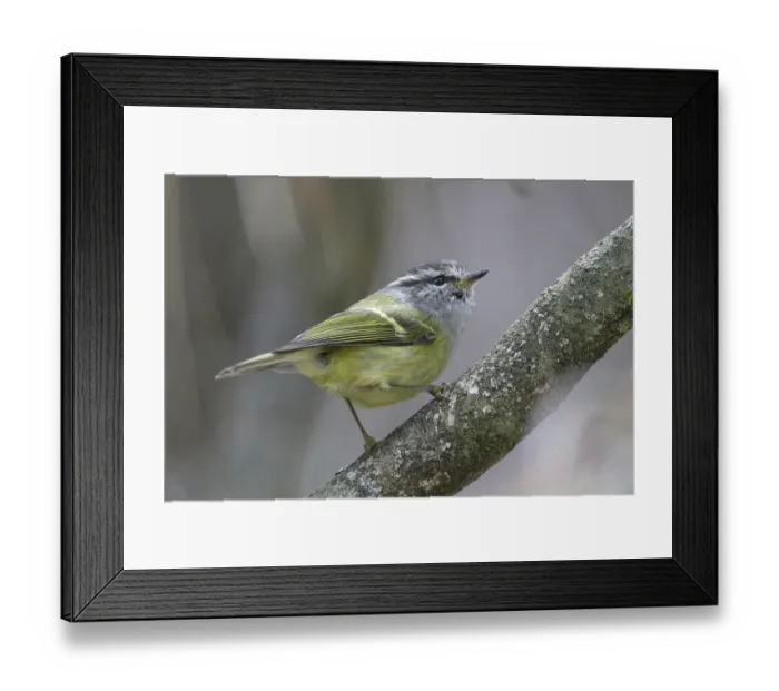 Framed Print : Ashy-throated Warbler (Phylloscopus maculipennis) adult