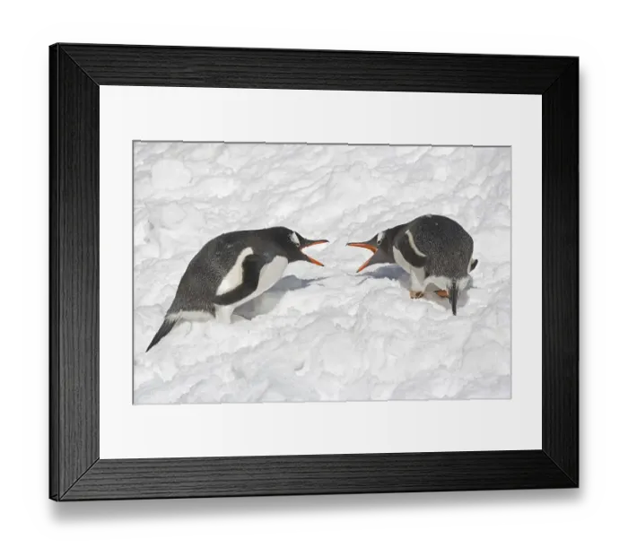 Framed Print : Gentoo Penguin (Pygoscelis papua) Framed Print : Gentoo Penguin (Pygoscelis papua)
