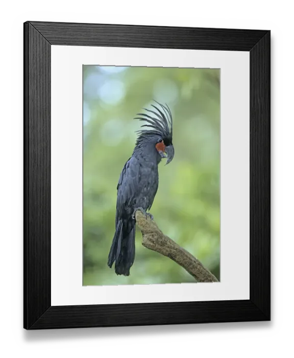 Framed Print : Palm Cockatoo (Probosciger aterrimus), perched Framed Print : Palm Cockatoo (Probosciger aterrimus), perched