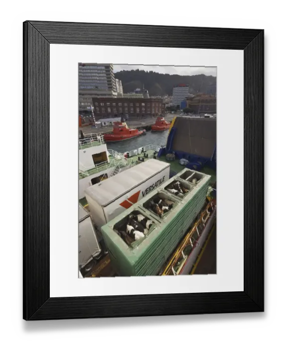 Framed Print : Domestic Cattle, live cattle being transported in trailer by ferry