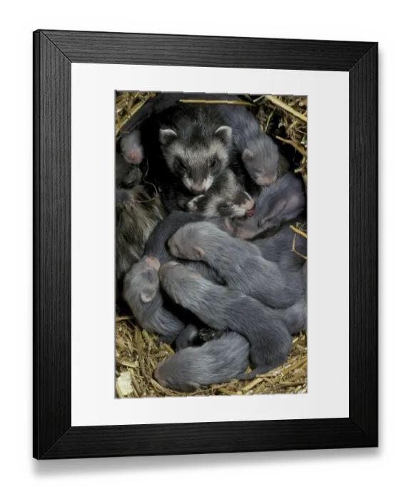 Framed Print : Polecat Ferret (Mustela putorius furo) Framed Print : Polecat Ferret (Mustela putorius furo)
