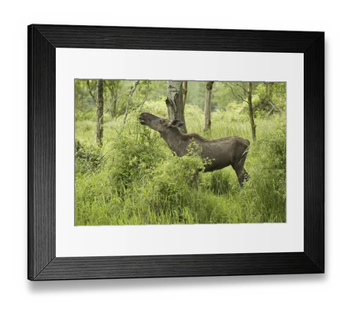 Framed Print : European Moose (Alces alces alces)