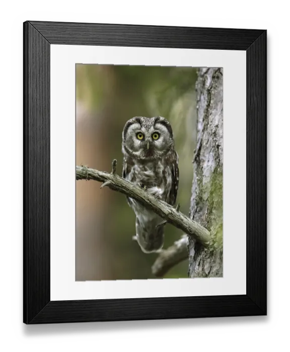 Framed Print : Tengmalm's Owl (Aegolius funereus) Framed Print : Tengmalm's Owl (Aegolius funereus)