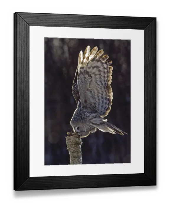 Framed Print : Great Grey Owl (Strix nebulosa)