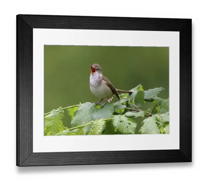 Framed Print : Great Reed Warbler (Acrocephalus arundinaceus)