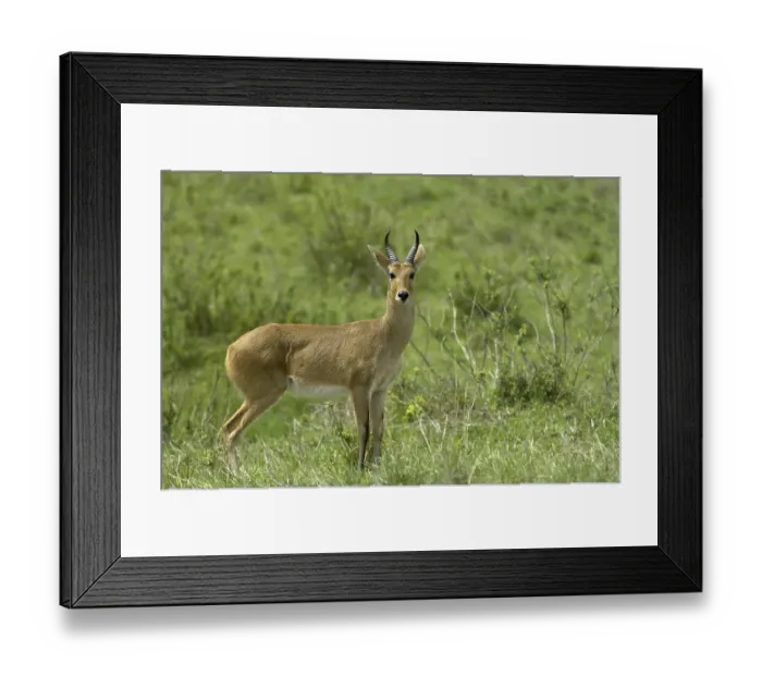 Framed Print : Mountain Reedbuck (Redunca fulvorufula)