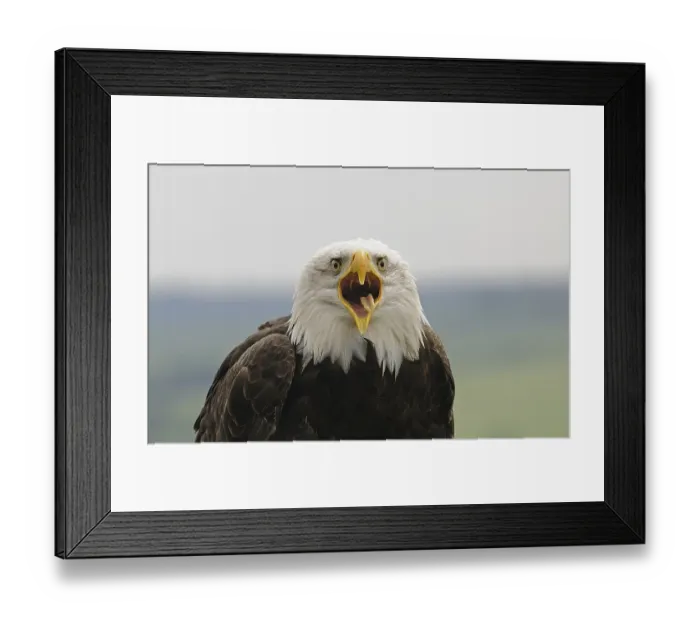 Framed Print : Bald Eagle (Haliaeetus leucocephalus)