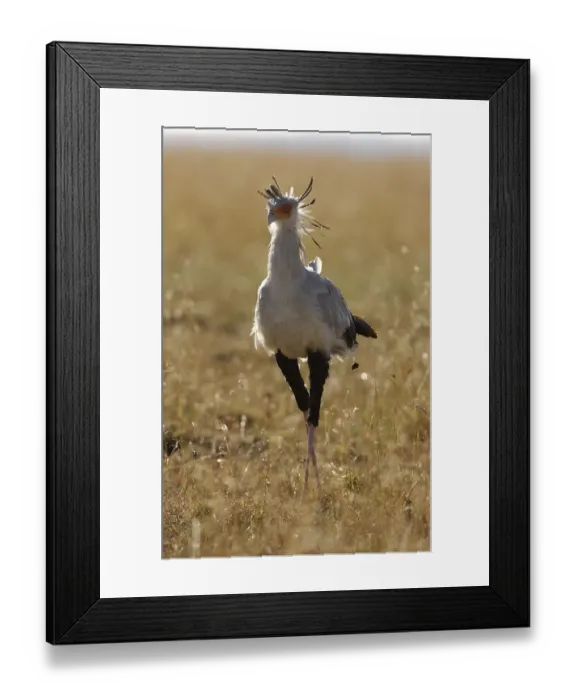 Framed Print : Secretary-bird (Sagittarius serpentarius)