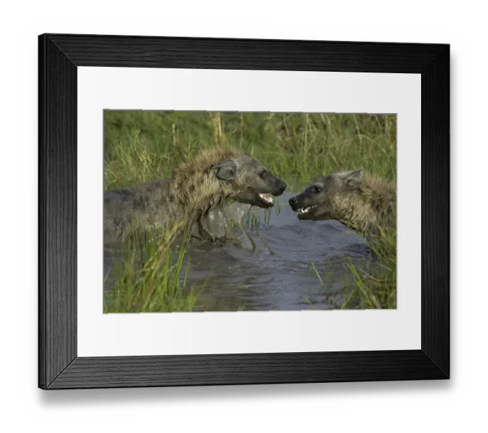Framed Print : Spotted Hyena (Crocuta crocuta)