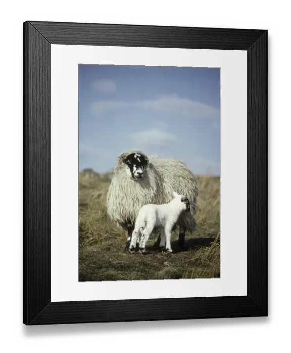 Framed Print : Scottish Blackface sheep, ewe with lamb