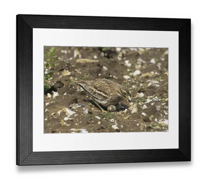 Framed Print : Eurasian Stone-curlew (Burhinus oedicnemus) Framed Print : Eurasian Stone-curlew (Burhinus oedicnemus)