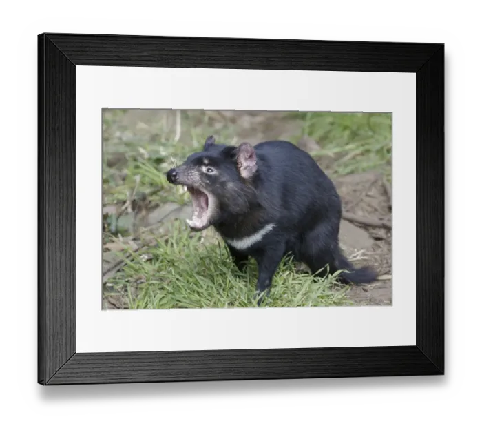 Framed Print : Tasmanian Devil (Sarcophilus harrisii)