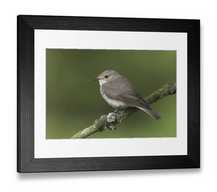 Framed Print : Spotted Flycatcher (Muscicapa striata)