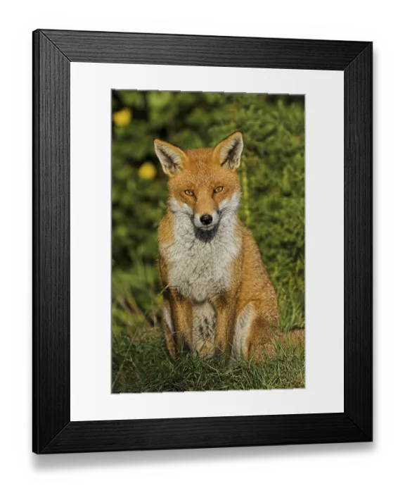 Framed Print : Red Fox (Vulpes vulpes), adult, sitting