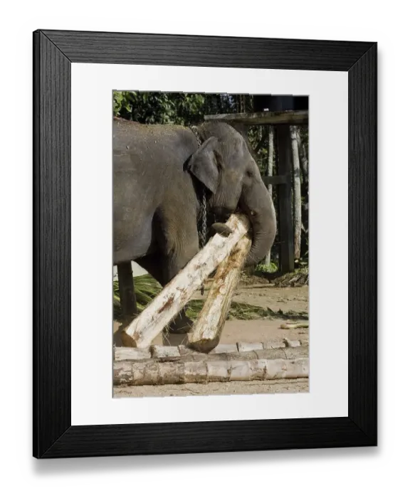 Framed Print : Working elephant, Asian or Asiatic Elephant (Elephas maximus) Framed Print : Working elephant, Asian or Asiatic Elephant (Elephas maximus)