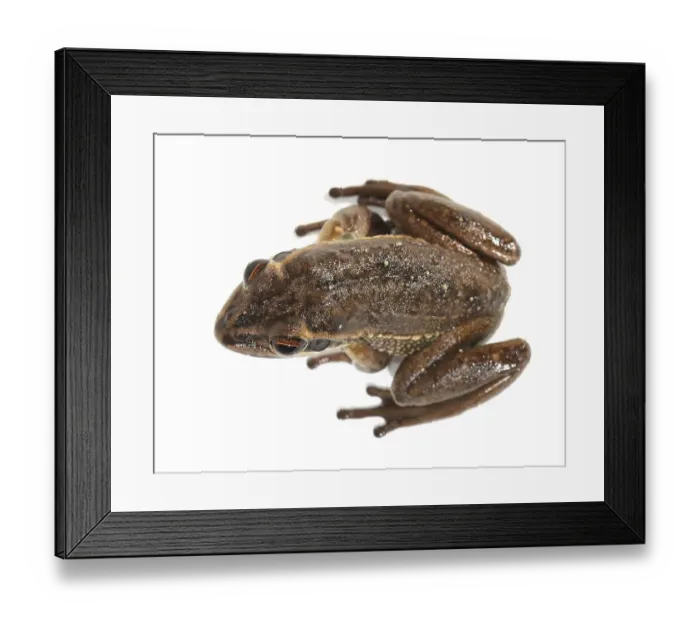 Framed Print : Green and Golden Bell Frog (Litoria aurea)